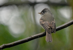 Contopus cinereus