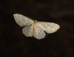 Idaea pilosata