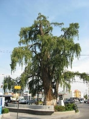 Taxodium mucronatum