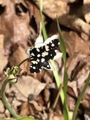 Pseudothyris sepulchralis