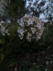 Viburnum carlesii