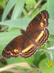 Telenassa flavocincta