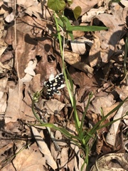 Pseudothyris sepulchralis