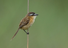 Culicivora caudacuta