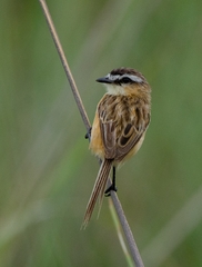 Culicivora caudacuta