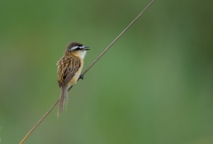 Culicivora caudacuta