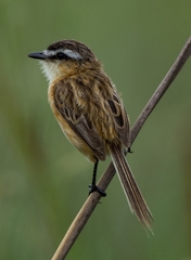 Culicivora caudacuta