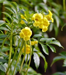 Magnoliopsida