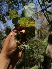 Bauhinia divaricata