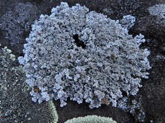 Stereocaulon glaucescens