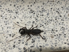 Mastigoproctus colombianus