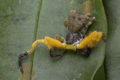 Phrynarachne ceylonica
