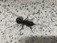 Mastigoproctus colombianus