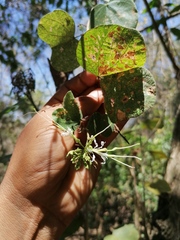 Bauhinia divaricata