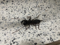 Mastigoproctus colombianus