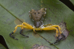 Phrynarachne ceylonica