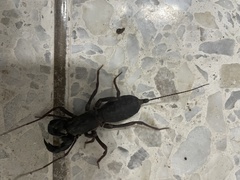 Mastigoproctus colombianus