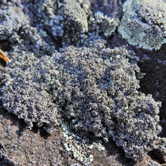 Stereocaulon glaucescens