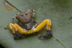 Phrynarachne ceylonica