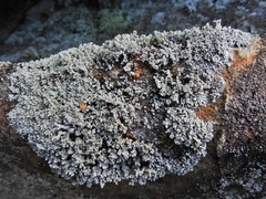 Stereocaulon glaucescens