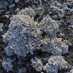 Stereocaulon glaucescens