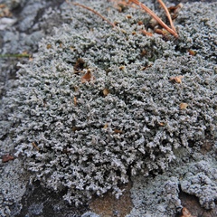 Stereocaulon glaucescens