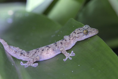 Gekko monarchus