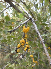 Cerococcus quercus
