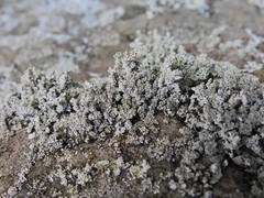 Stereocaulon glaucescens