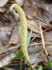 Puccinia lagenophorae