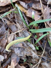 Puccinia lagenophorae