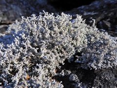 Stereocaulon glaucescens