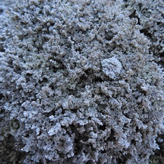 Stereocaulon glaucescens