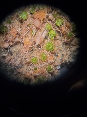 Pleuridium subulatum