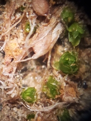 Pleuridium subulatum