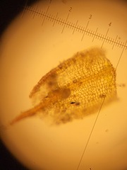 Pleuridium subulatum