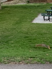 Sciurus niger