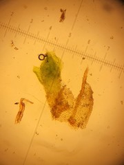 Pleuridium subulatum