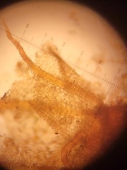 Pleuridium subulatum