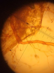 Pleuridium subulatum