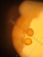 Pleuridium subulatum