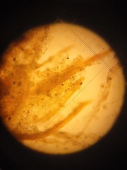 Pleuridium subulatum