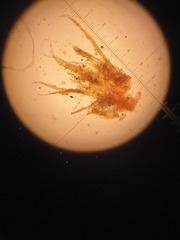 Pleuridium subulatum