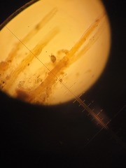 Pleuridium subulatum