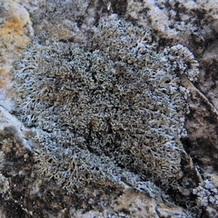 Physcia thomsoniana