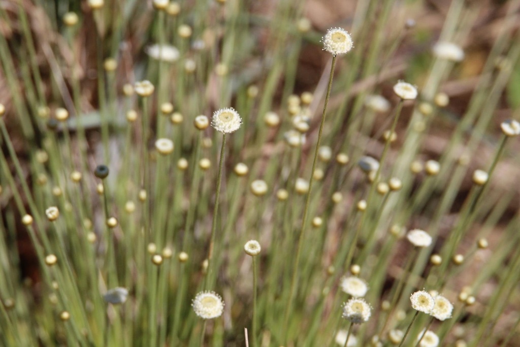 Yellow Hatpins