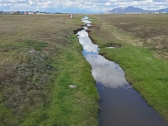 Pleuridium subulatum