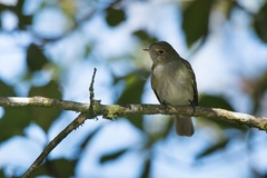 Elaenia mesoleuca