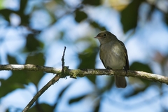 Elaenia mesoleuca