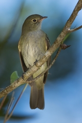 Elaenia mesoleuca